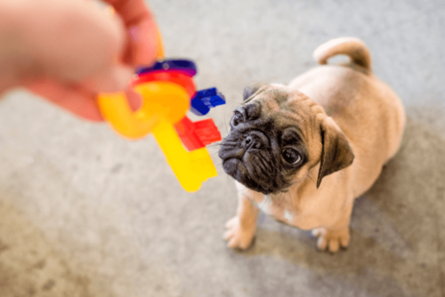 Pug Brincando Com o Dono Dentro do Apartamento