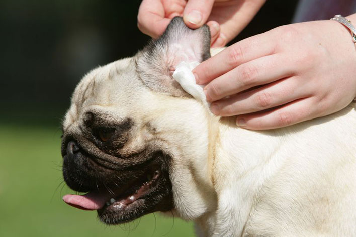 Pug Com Infecção no Ouvido