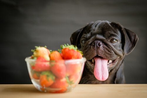 Pug Comendo Fruta