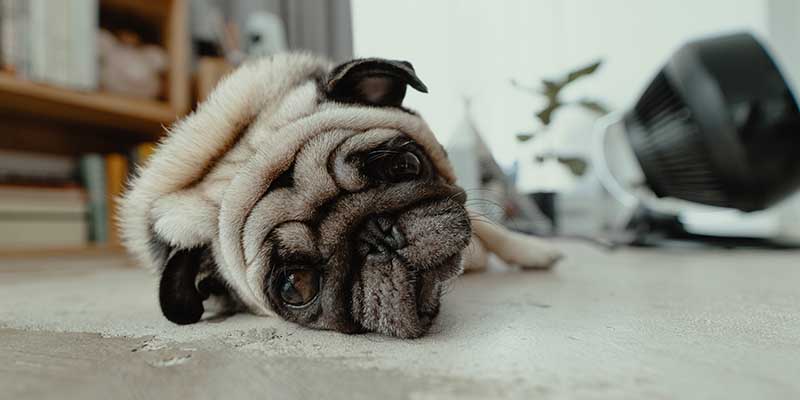 Pug Deitado no Chão