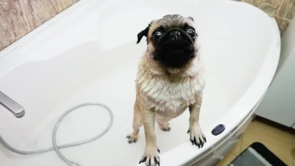 Pug Molhado na Banheira