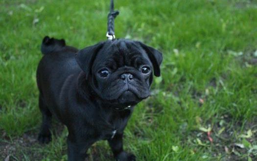 Pug Preto Mini: Caracteristicas, Comportamento E Fotos | Mundo Ecologia