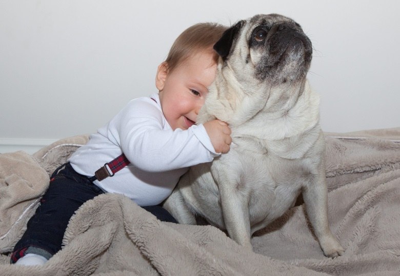 Pug de Estimação Brincando Com um Bebê 