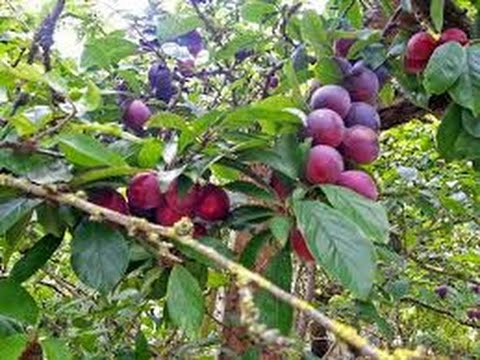 Pé de Ameixa: Árvore, Folha, Flor, Raiz, Fruto, Tamanho e Imagens