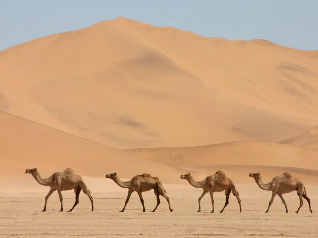 Quatro Camelos Andando no Deserto