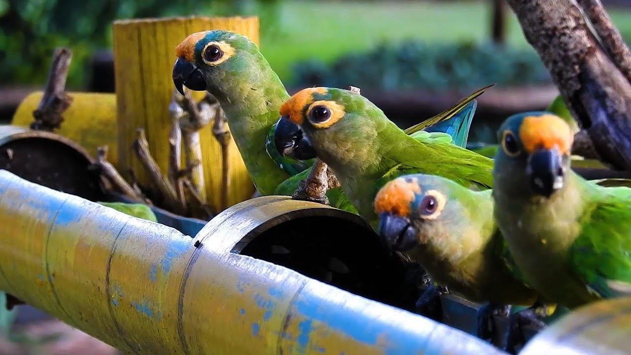 Quatro Piriquitos Jandaia se Alimentando em Uma Baia de Bambu