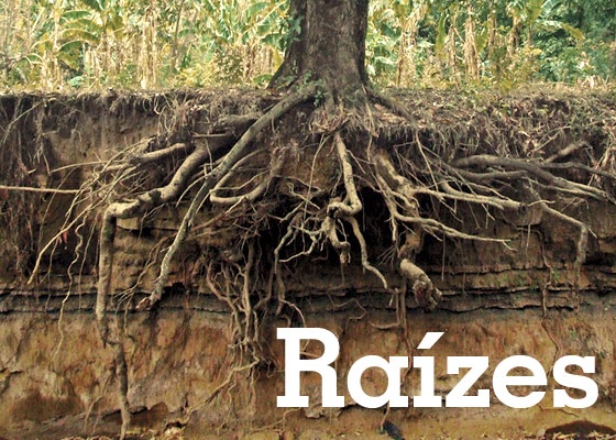 Raiz Do Pé De Ameixa