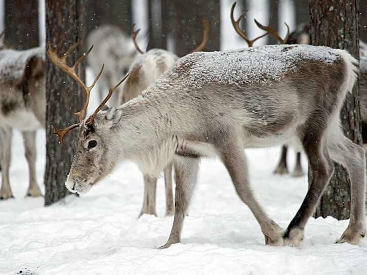 Rangifer Tarandus