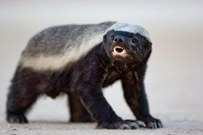 Habitat do Ratel: Onde Eles Vivem?