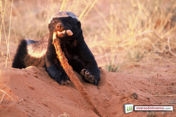 Ratel Se Alimentando 