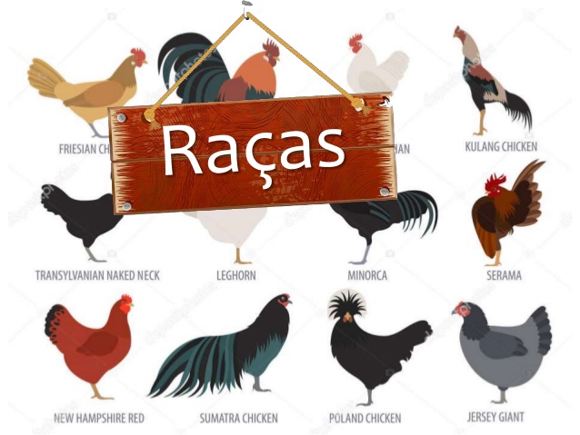 Raças - Avicultura