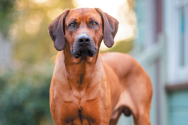 Rhodesian Ridgeback 