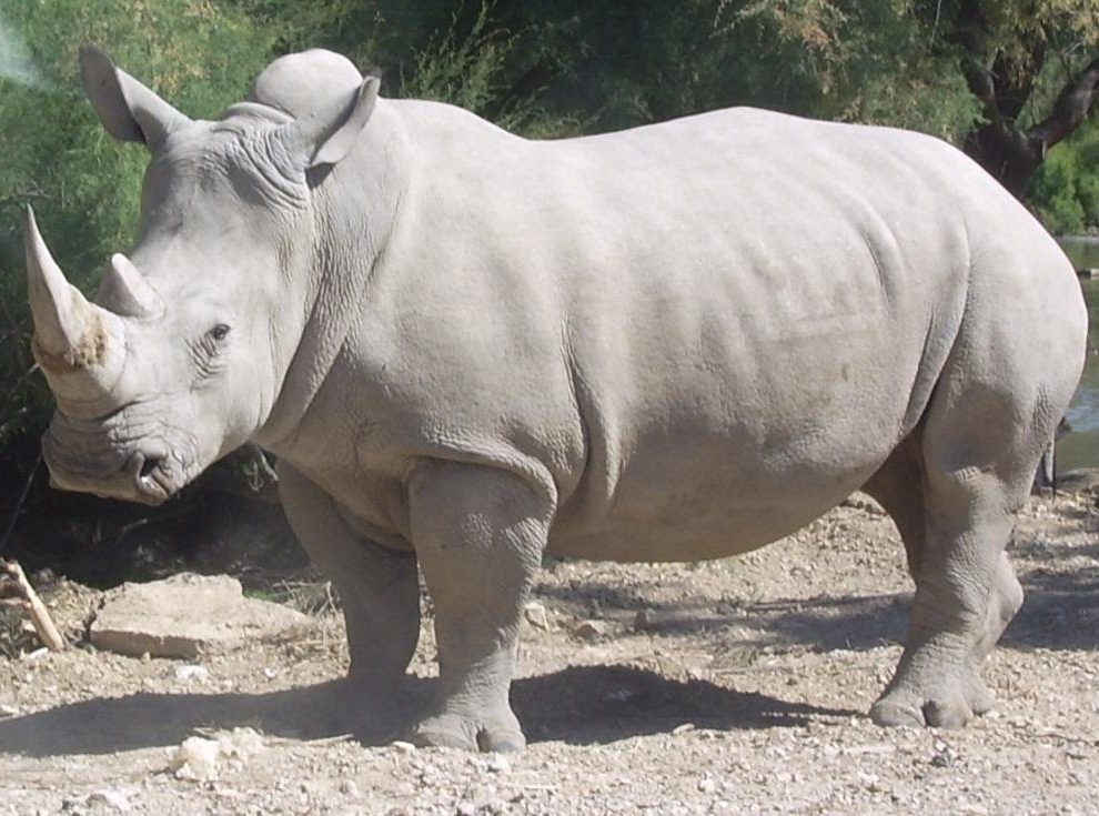 Rinoceronte Branco