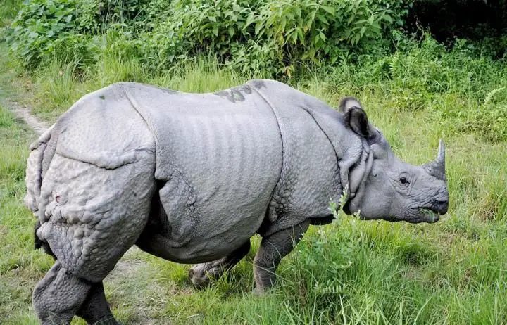 Rinoceronte Da Índia 