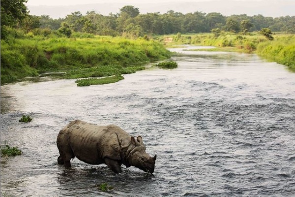 Rinoceronte De Sumatra Bebendo Água no Rio