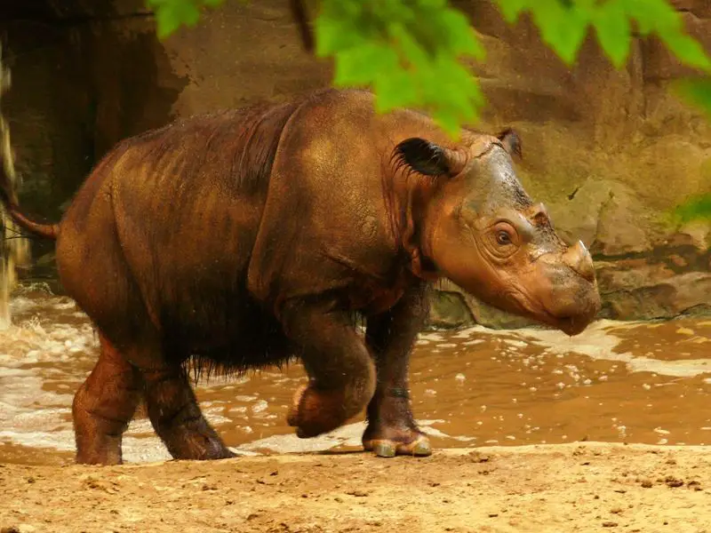 Rinoceronte De Sumatra