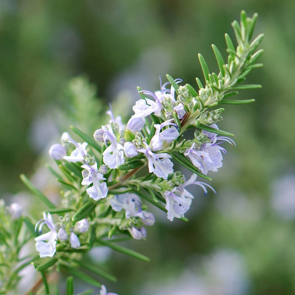 Rosmarinus Officinalis