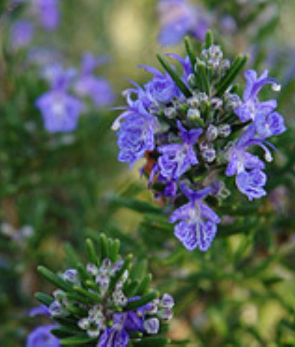 Rosmarinus officinalis 'Benenden Blue'