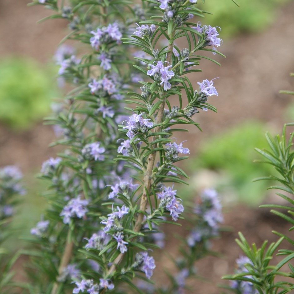 Rosmarinus  officinalis 'Miss Jessopp's Vertical'