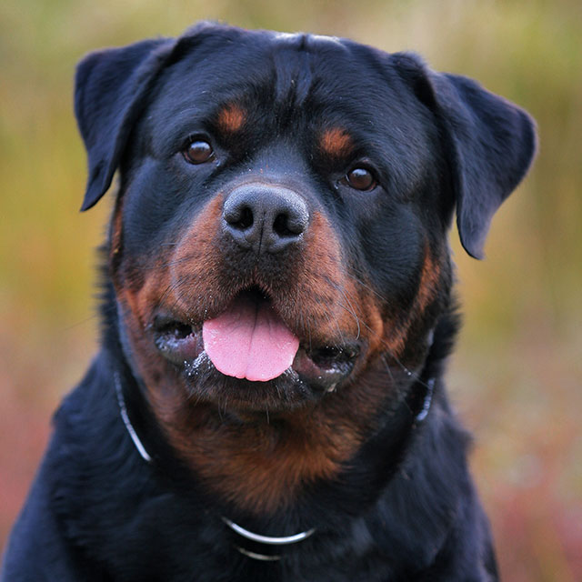 Rottweiler 