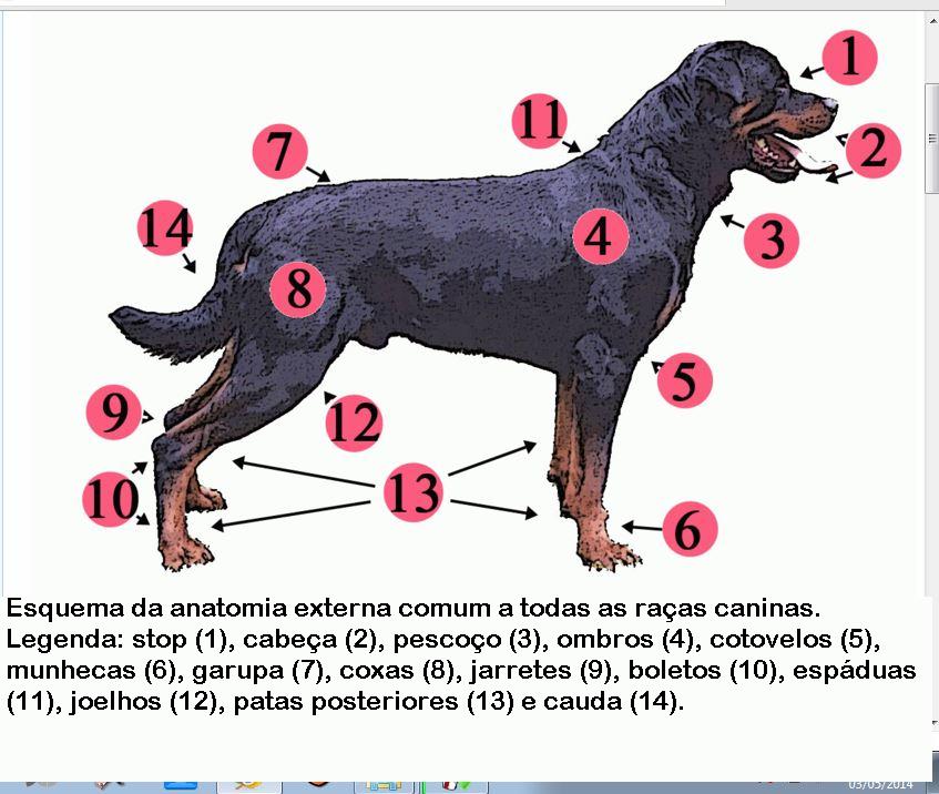 Rottweiler Americano - Características Físicas