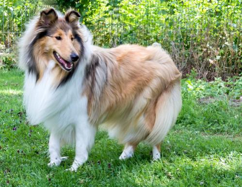 Rough Collie