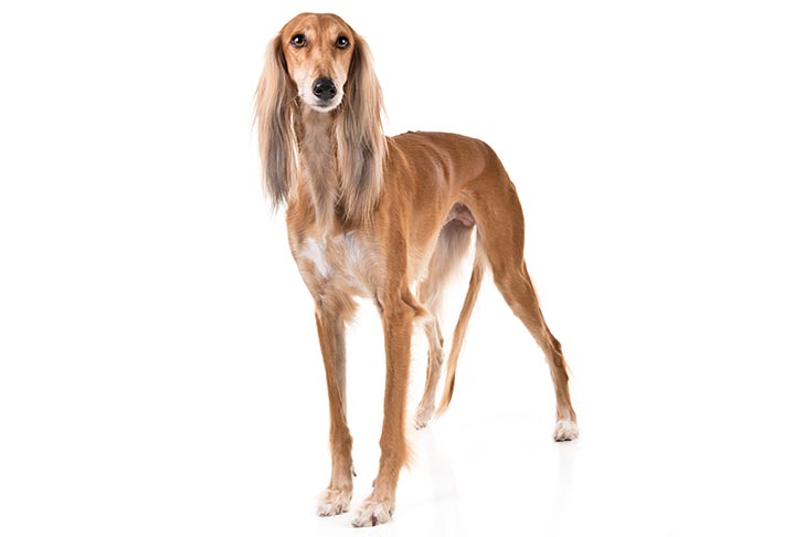 Saluki