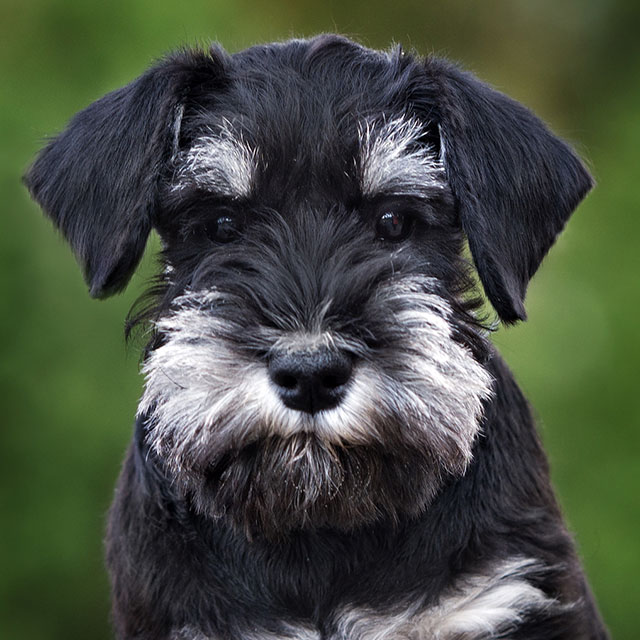 Schnauzer Miniatura