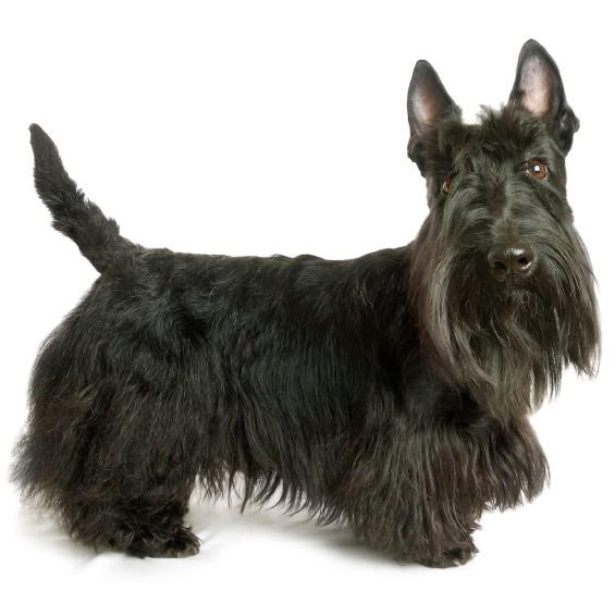 Scottish Terrier