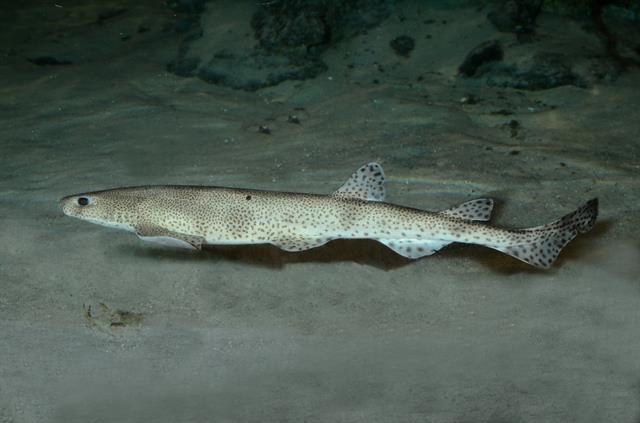 Scyliorhinus Canicula