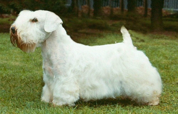 Sealyham Terrier