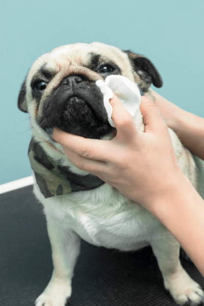 Pug Tem Cheiro Forte na Pele? Banho É Recomendável – Quanto Tempo?