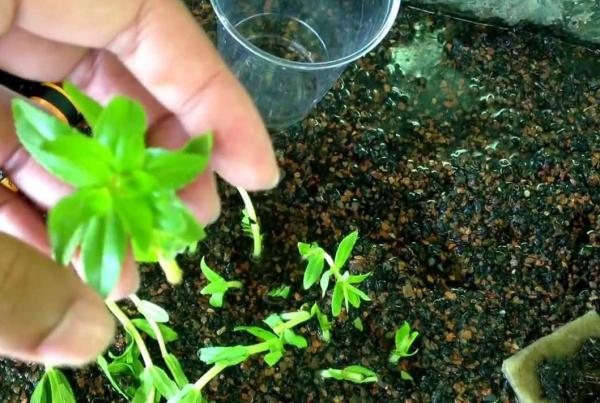 Como Plantar Arroz no Potinho? E no Algodão?
