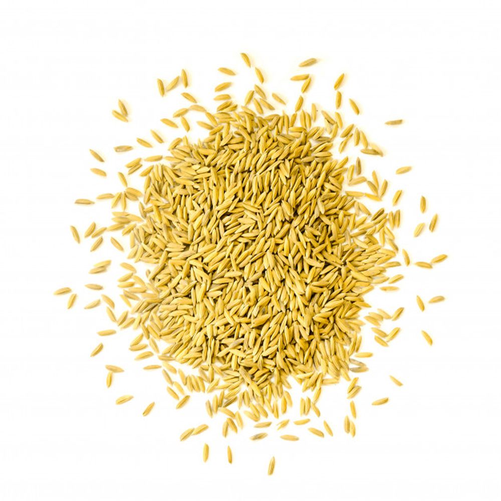 Semente de Arroz