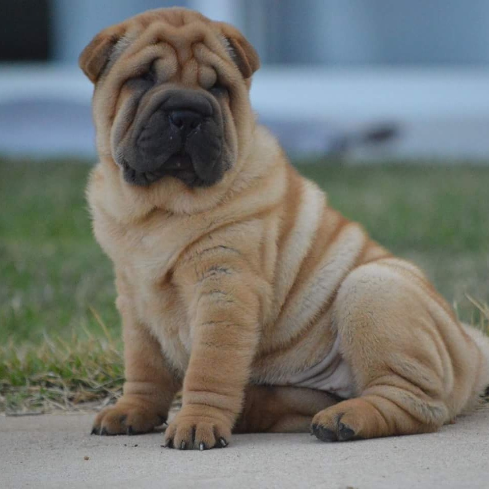 Shar-pei