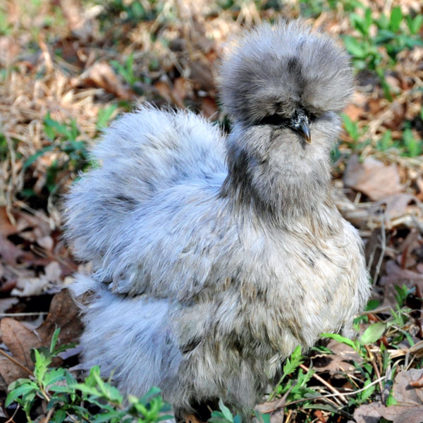 Silkie Puro 