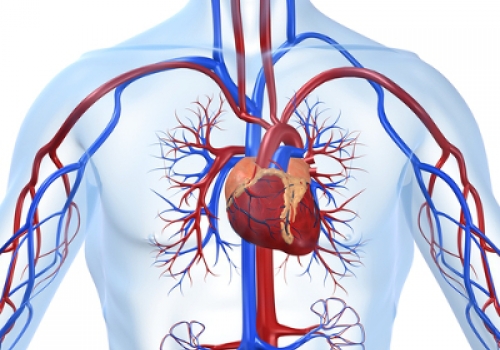 Sistema Cardiovascular