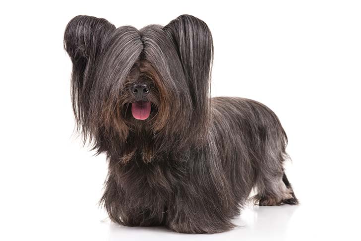 Skye Terrier