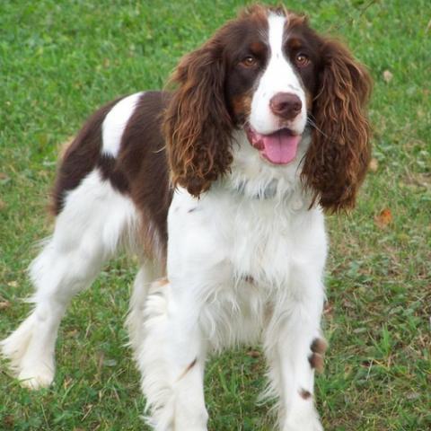 Springer Spaniel