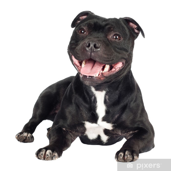 Staffordshire Bull Terrier