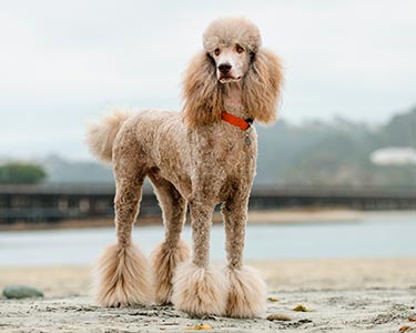 Standard Poodle