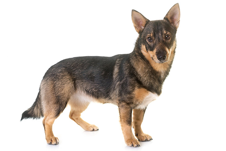 Swedish Vallhund