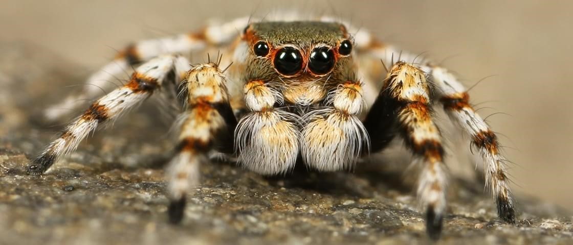 Aranha Grita? Ela Faz Algum Barulho ou Emite Som?