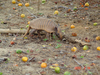 Tatu Comendo Fruto do Chão