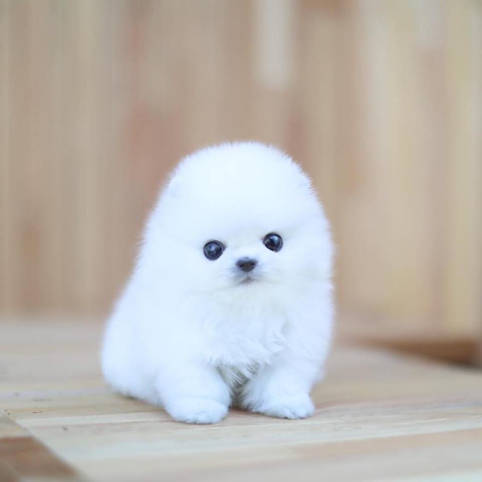 Teacup Pomeranian