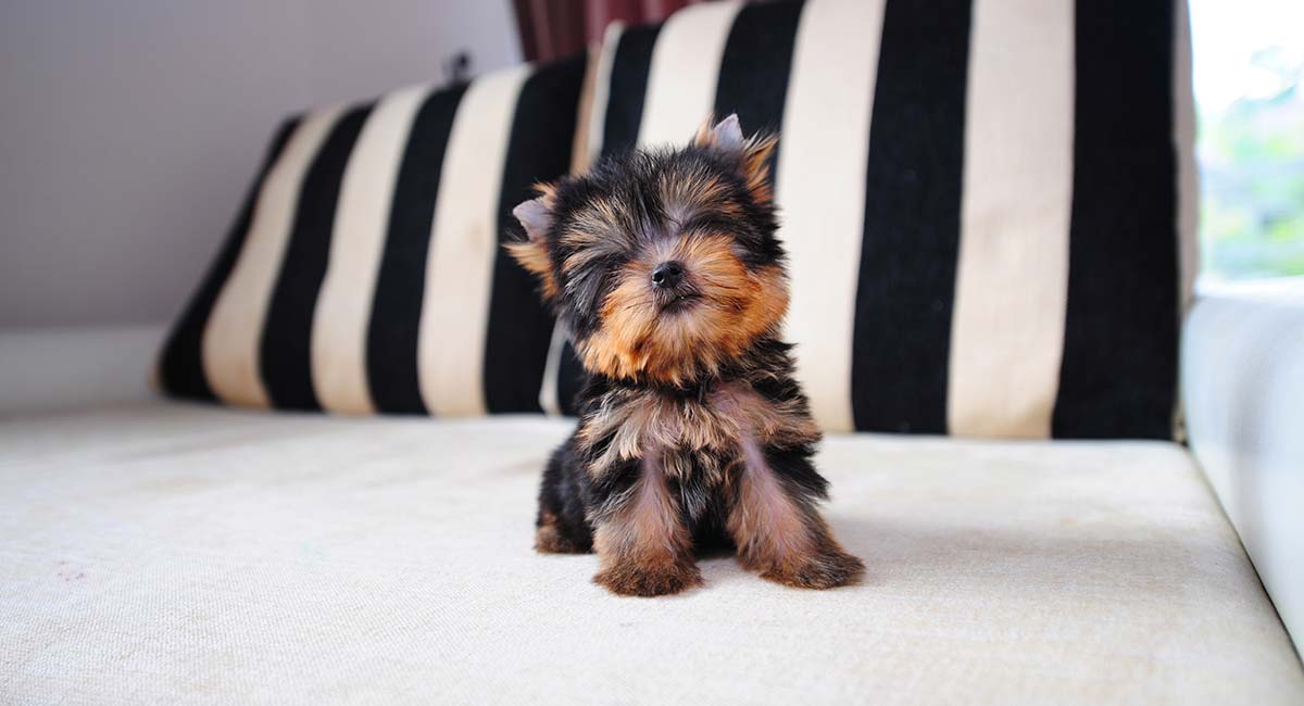 Teacup Yorkie