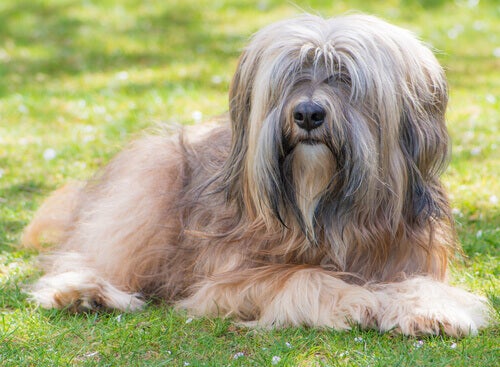 Terrier Tibetano