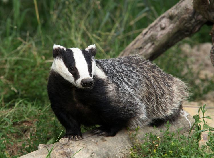 Texugo Bornean Ferret-Badger Em Cima da Pedra