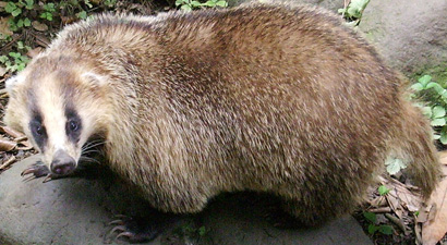 Texugo Bornean Ferret-Badger 