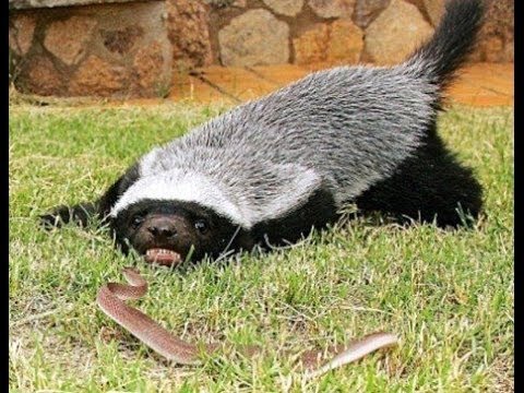 Texugo do Mel Fotografado Enquanto Encara uma Cobra